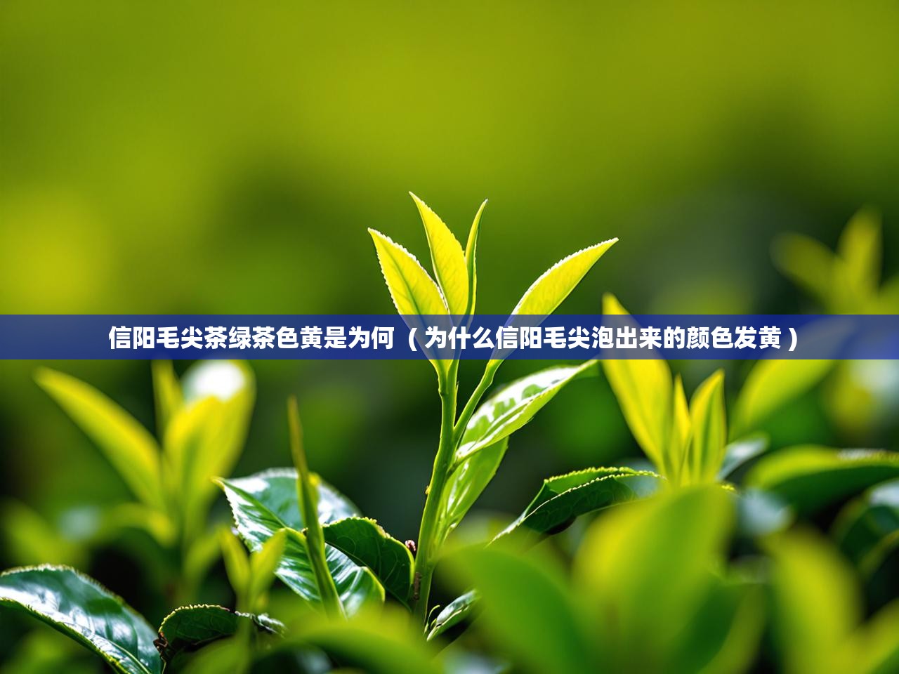  信阳毛尖茶绿茶色黄是为何  ( 为什么信阳毛尖泡出来的颜色发黄 )