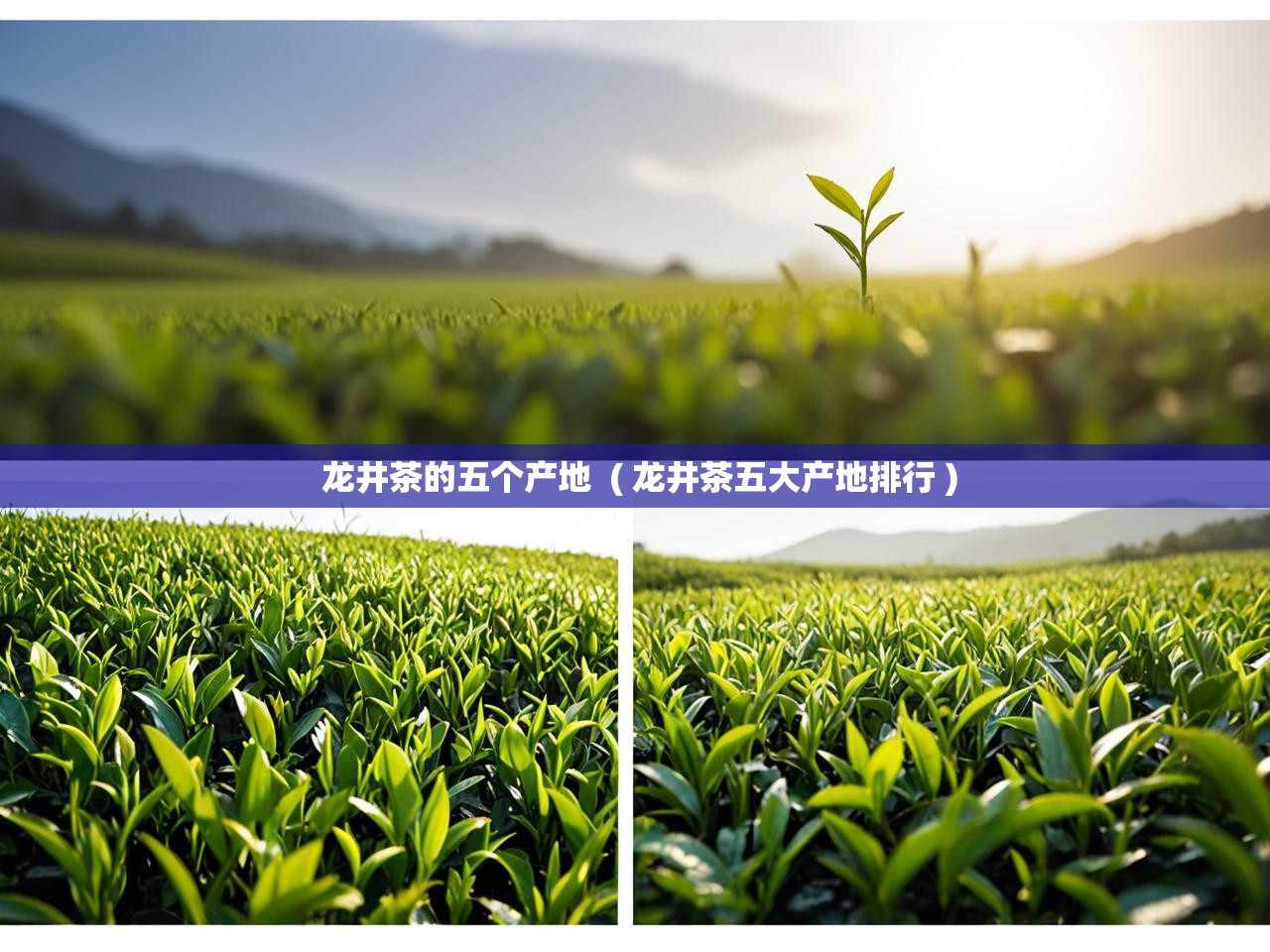  龙井茶的五个产地  ( 龙井茶五大产地排行 )