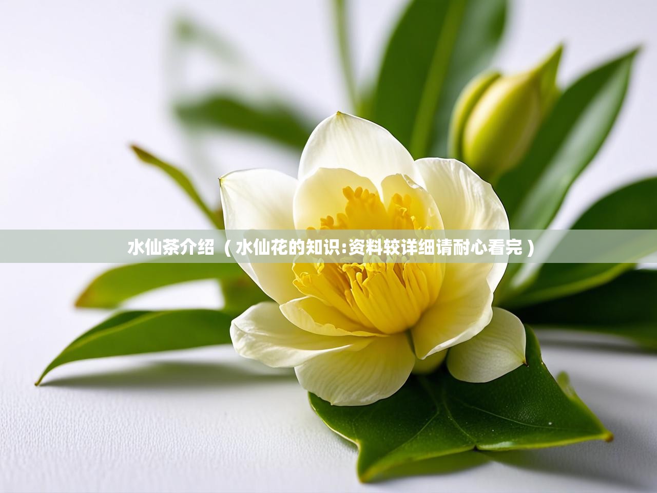  水仙茶介绍  ( 水仙花的知识:资料较详细请耐心看完 )