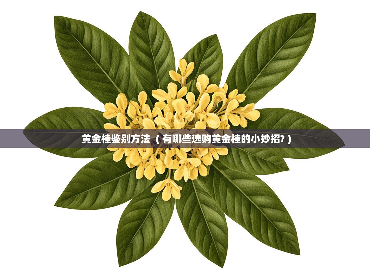  黄金桂鉴别方法  ( 有哪些选购黄金桂的小妙招? )
