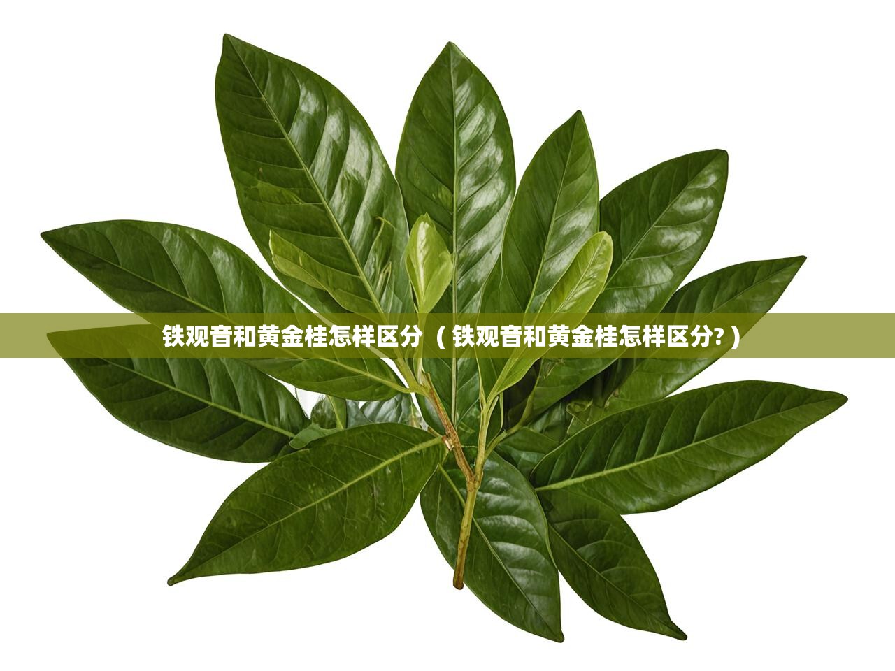 铁观音和黄金桂怎样区分  ( 铁观音和黄金桂怎样区分? )
