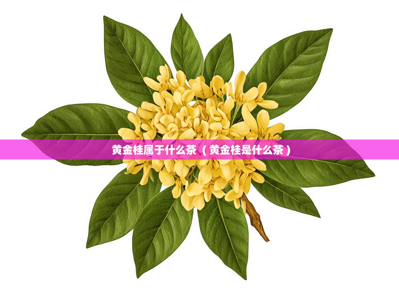  黄金桂属于什么茶  ( 黄金桂是什么茶 )