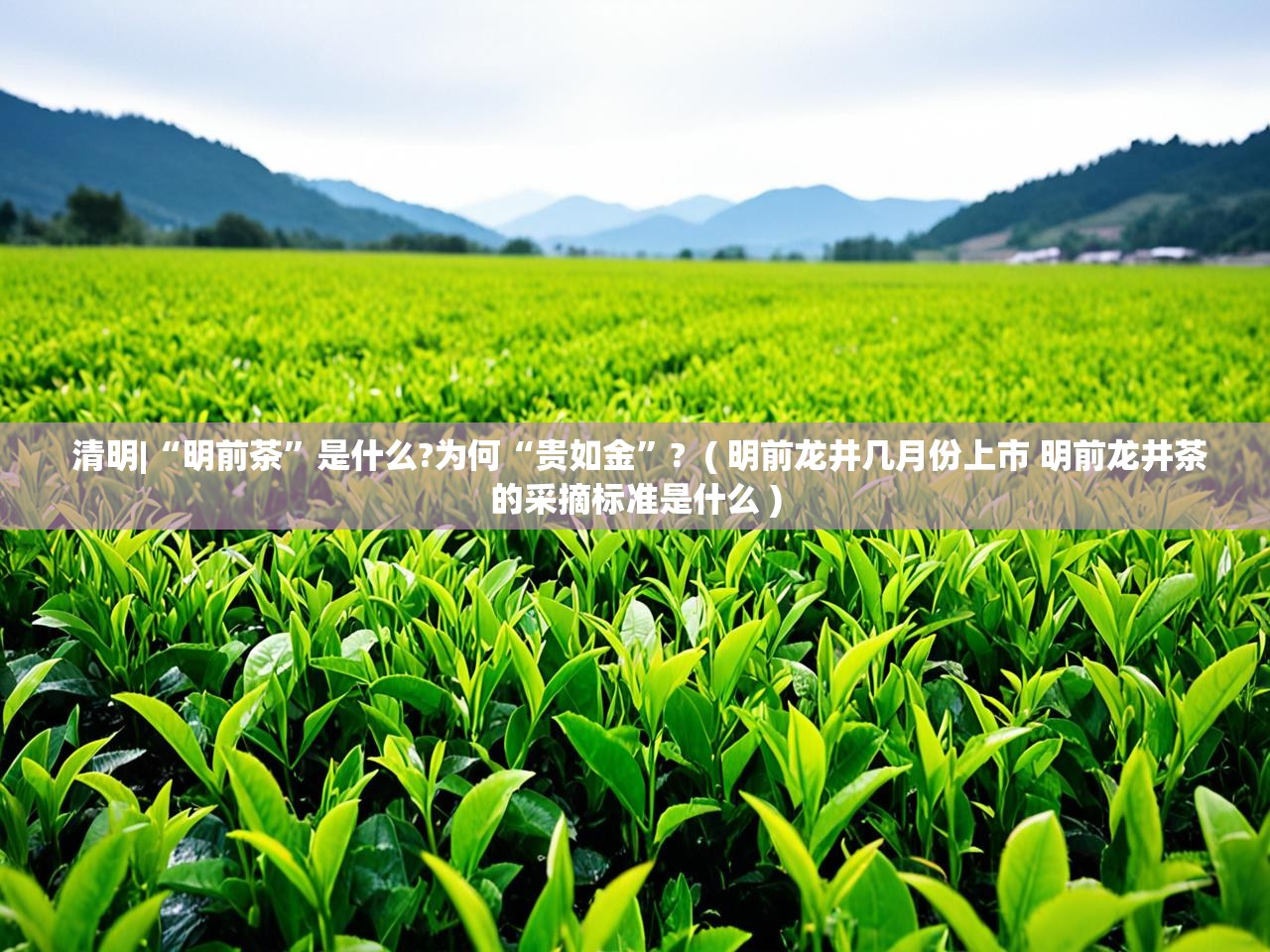  清明|“明前茶”是什么?为何“贵如金”?  ( 明前龙井几月份上市 明前龙井茶的采摘标准是什么 )