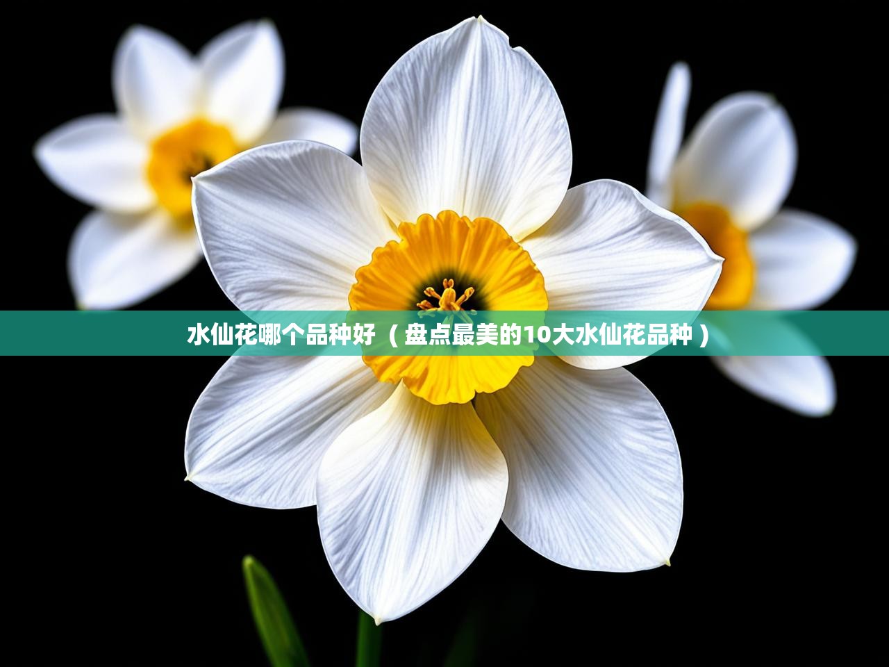  水仙花哪个品种好  ( 盘点最美的10大水仙花品种 )