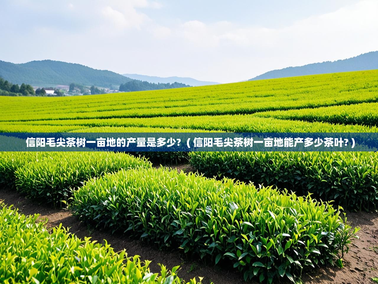  信阳毛尖茶树一亩地的产量是多少?  ( 信阳毛尖茶树一亩地能产多少茶叶? )