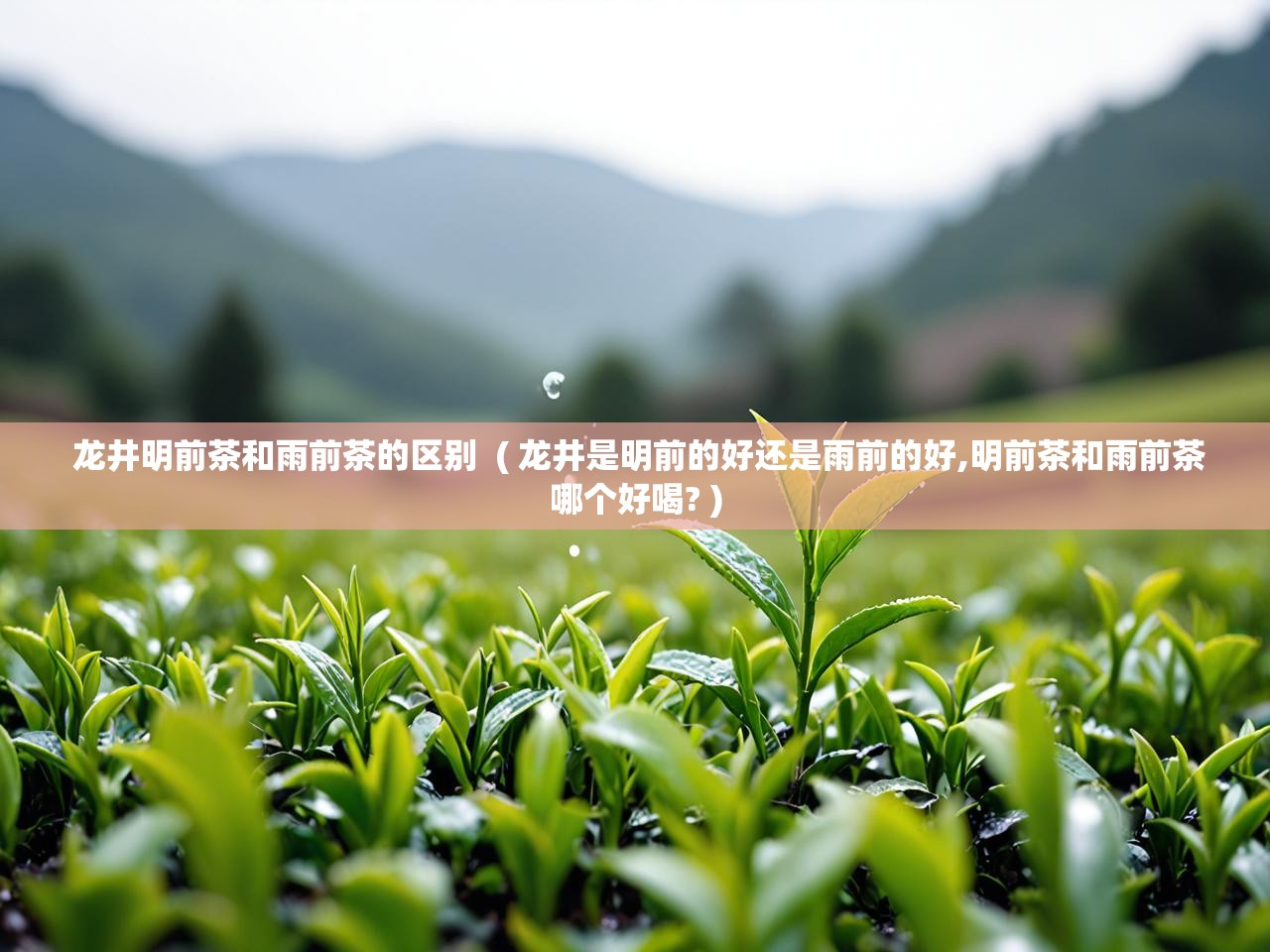 龙井明前茶和雨前茶的区别  ( 龙井是明前的好还是雨前的好,明前茶和雨前茶哪个好喝? )