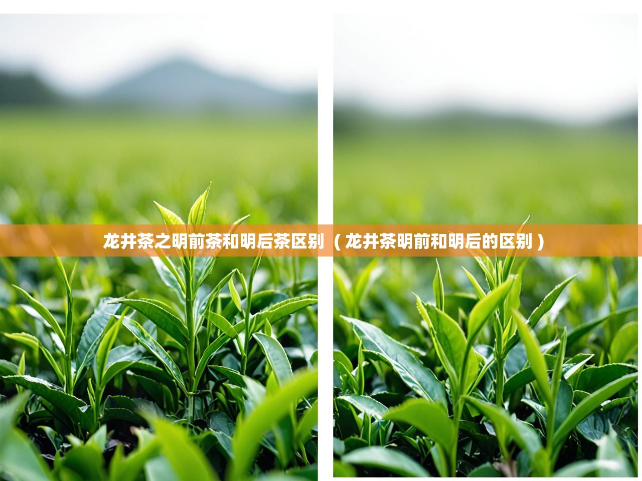  龙井茶之明前茶和明后茶区别  ( 龙井茶明前和明后的区别 )