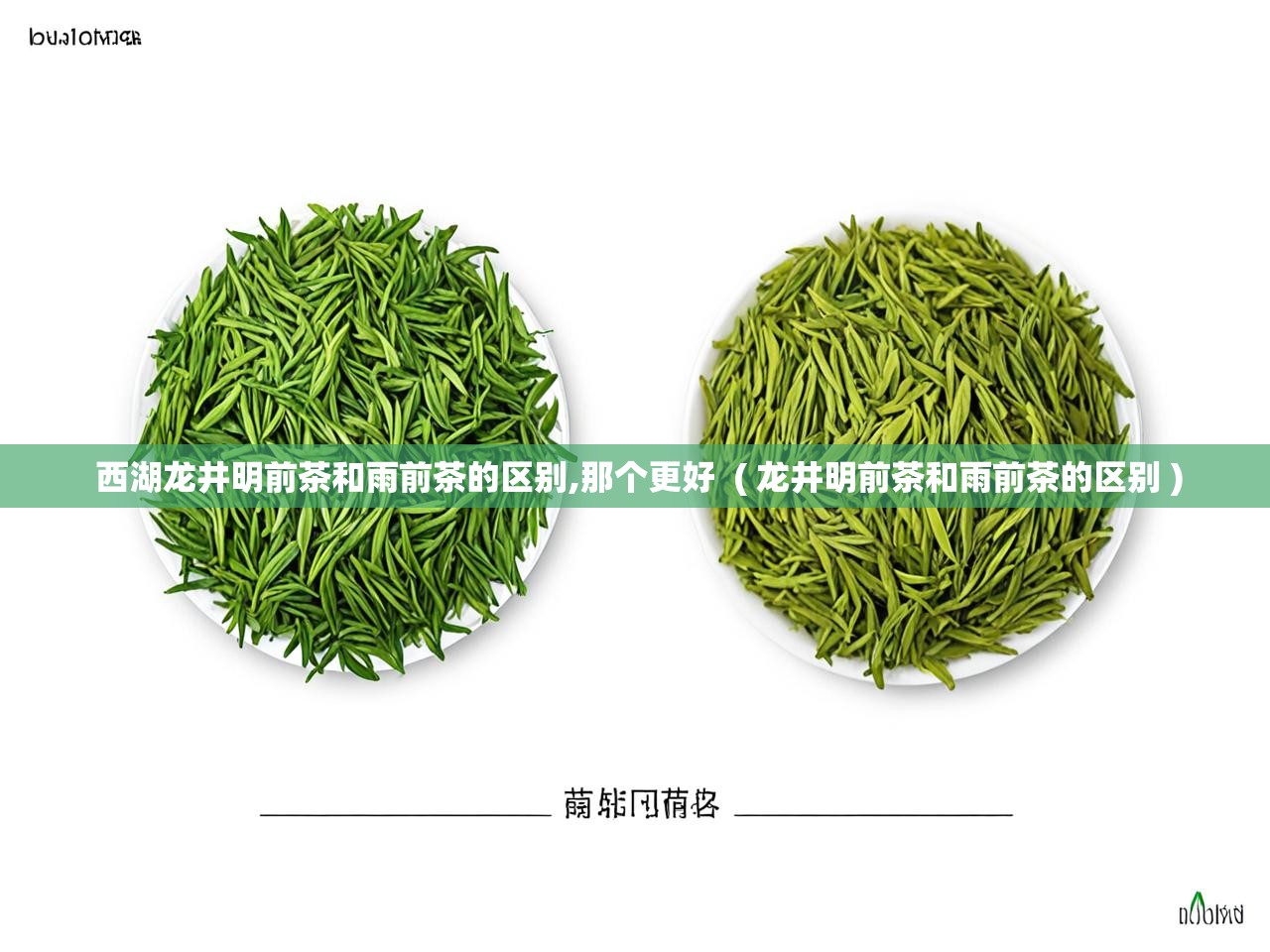  西湖龙井明前茶和雨前茶的区别,那个更好  ( 龙井明前茶和雨前茶的区别 )