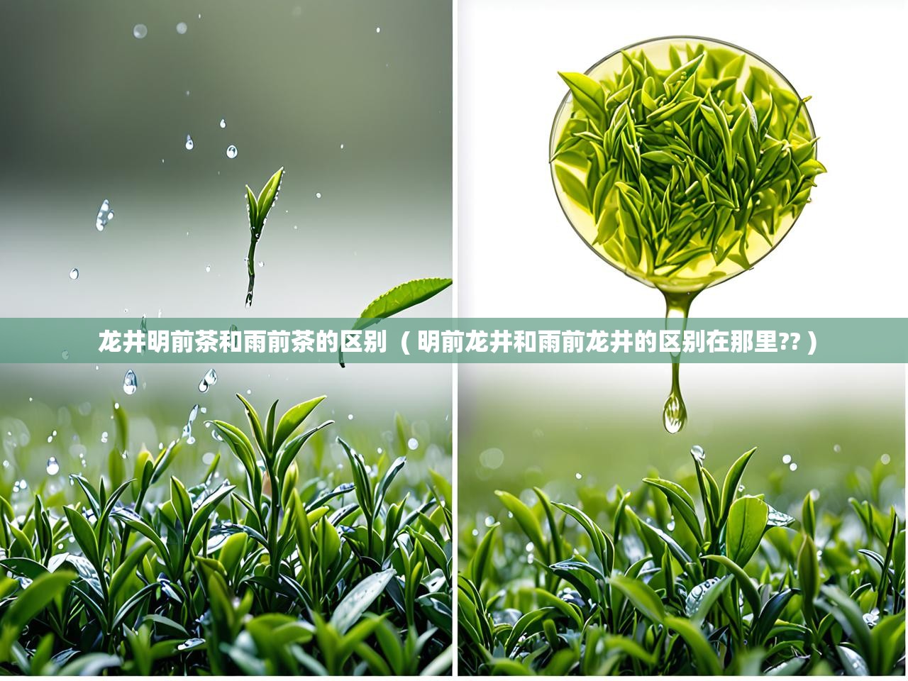  龙井明前茶和雨前茶的区别  ( 明前龙井和雨前龙井的区别在那里?? )
