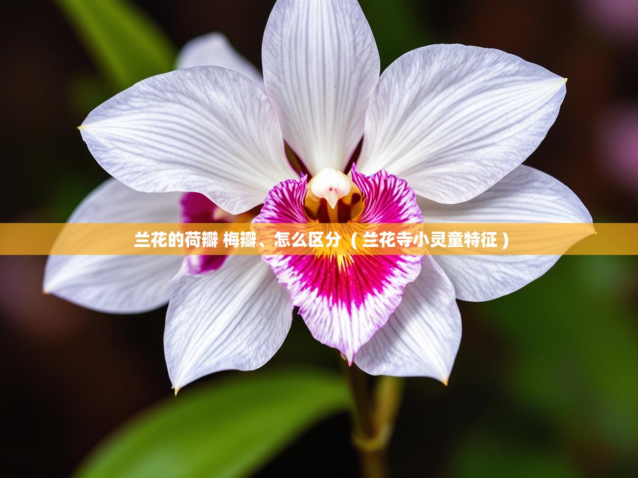  兰花的荷瓣 梅瓣、怎么区分  ( 兰花寺小灵童特征 )