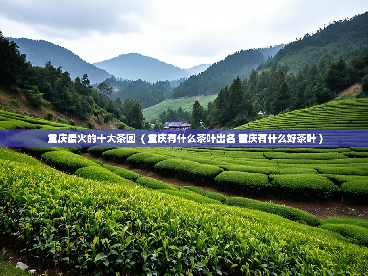  重庆最火的十大茶园  ( 重庆有什么茶叶出名 重庆有什么好茶叶 )