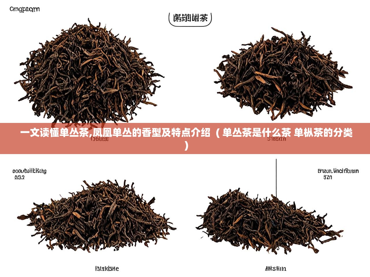  一文读懂单丛茶,凤凰单丛的香型及特点介绍  ( 单丛茶是什么茶 单枞茶的分类 )