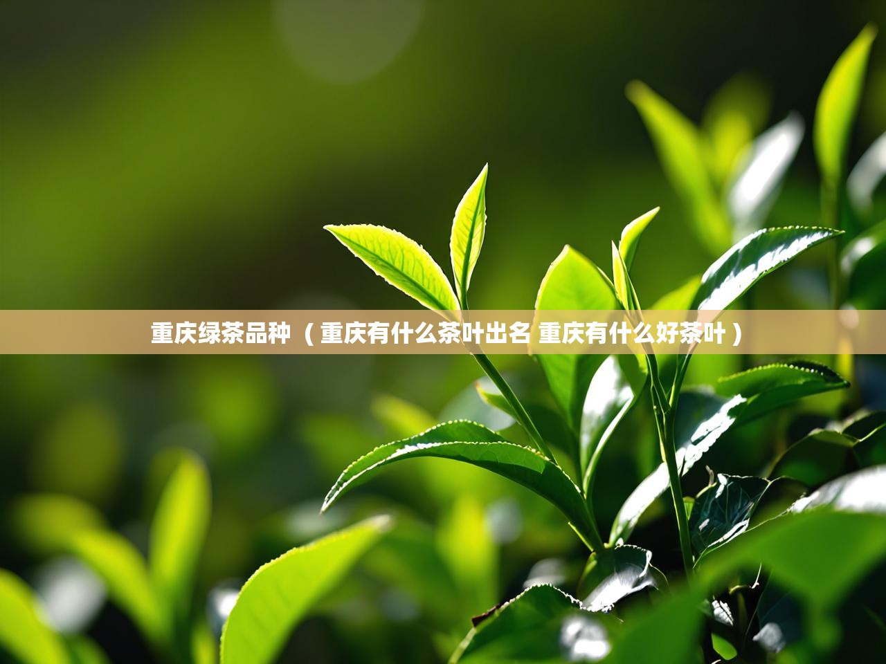  重庆绿茶品种  ( 重庆有什么茶叶出名 重庆有什么好茶叶 )