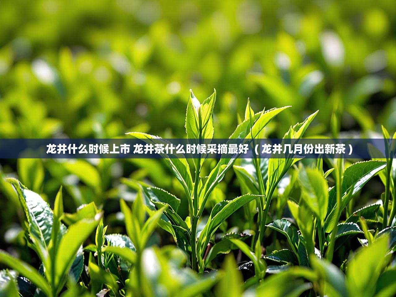  龙井什么时候上市 龙井茶什么时候采摘最好  ( 龙井几月份出新茶 )