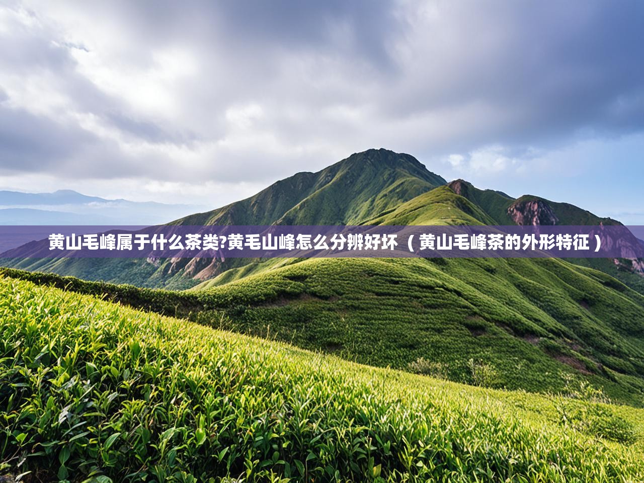  黄山毛峰属于什么茶类?黄毛山峰怎么分辨好坏  ( 黄山毛峰茶的外形特征 )