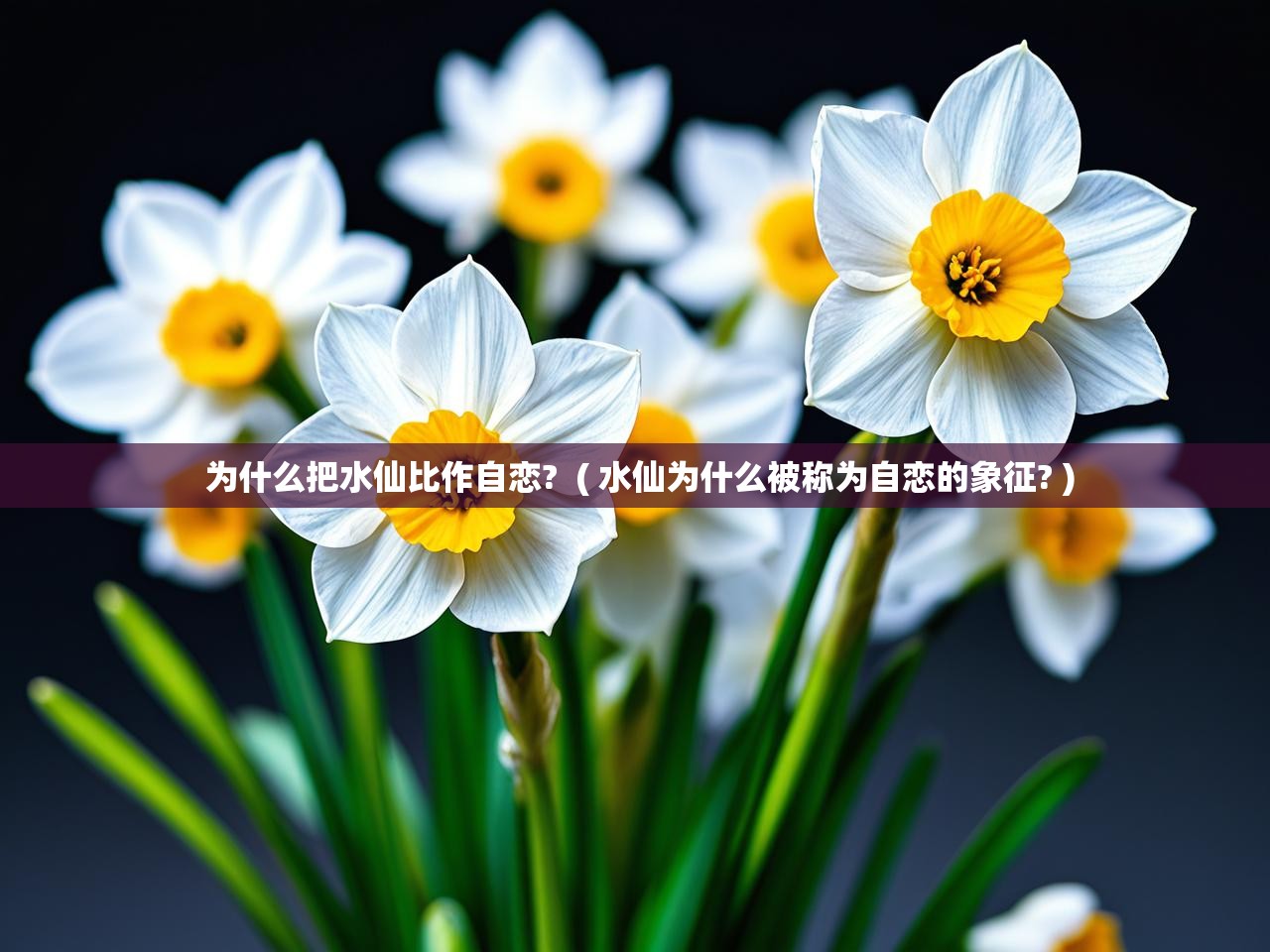 详细阅读: 为什么把水仙比作自恋? ( 水仙为什么被称为自恋的象征? ) 为什么把水仙比作自恋? ( 水仙为什么被称为自恋的象征? )