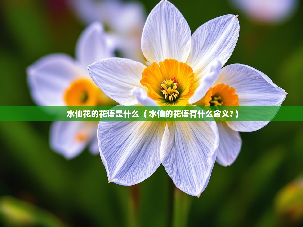  水仙花的花语是什么  ( 水仙的花语有什么含义? )