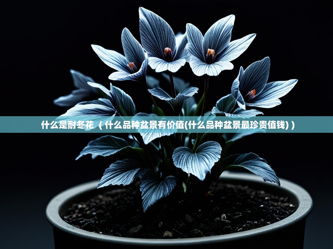  什么是耐冬花  ( 什么品种盆景有价值(什么品种盆景最珍贵值钱) )