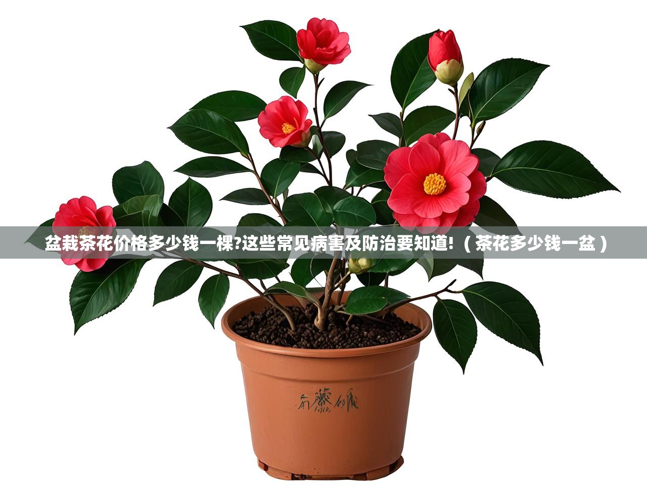  盆栽茶花价格多少钱一棵?这些常见病害及防治要知道!  ( 茶花多少钱一盆 )