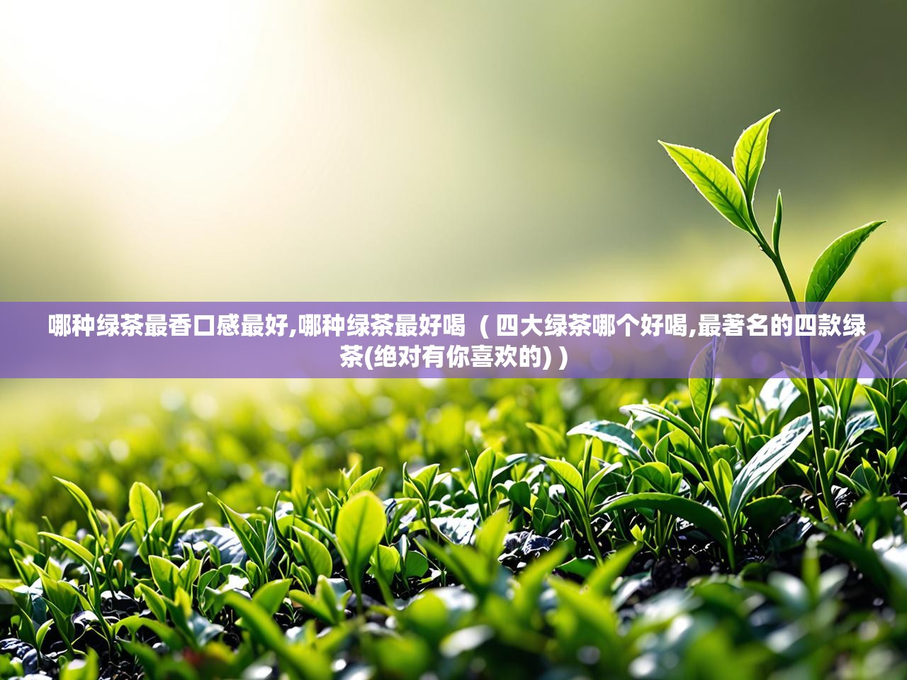  哪种绿茶最香口感最好,哪种绿茶最好喝  ( 四大绿茶哪个好喝,最著名的四款绿茶(绝对有你喜欢的) )