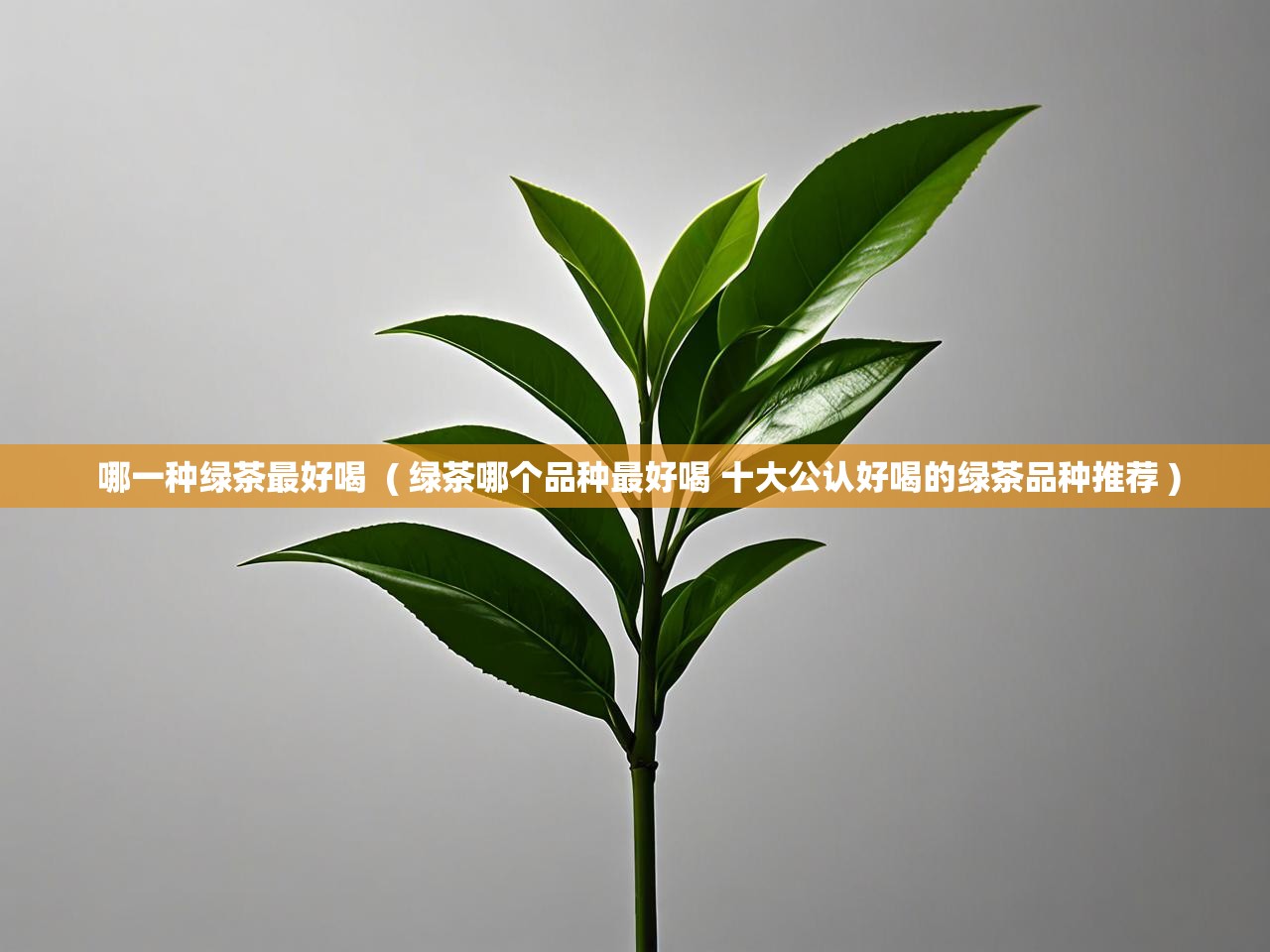  哪一种绿茶最好喝  ( 绿茶哪个品种最好喝 十大公认好喝的绿茶品种推荐 )