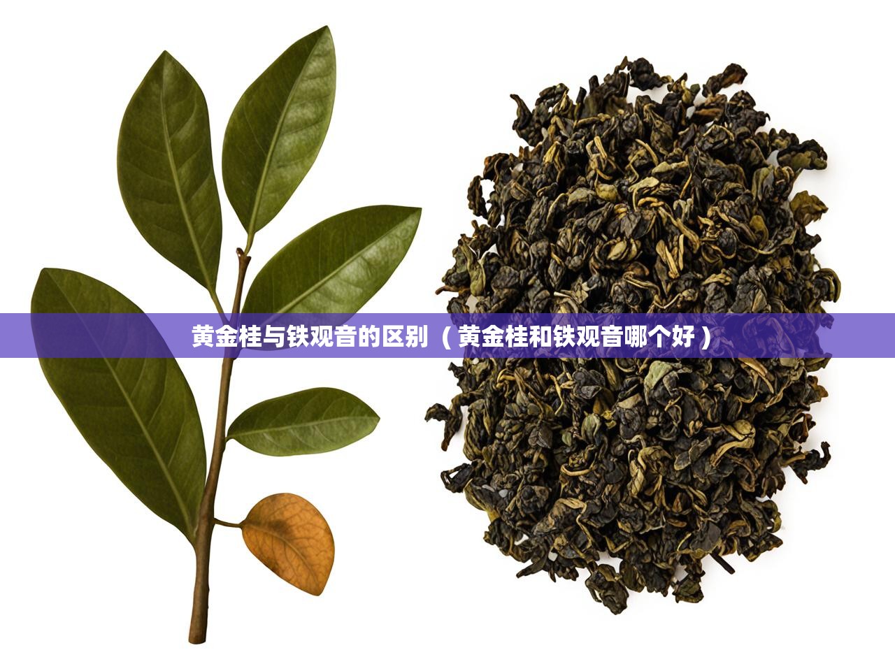  黄金桂与铁观音的区别  ( 黄金桂和铁观音哪个好 )