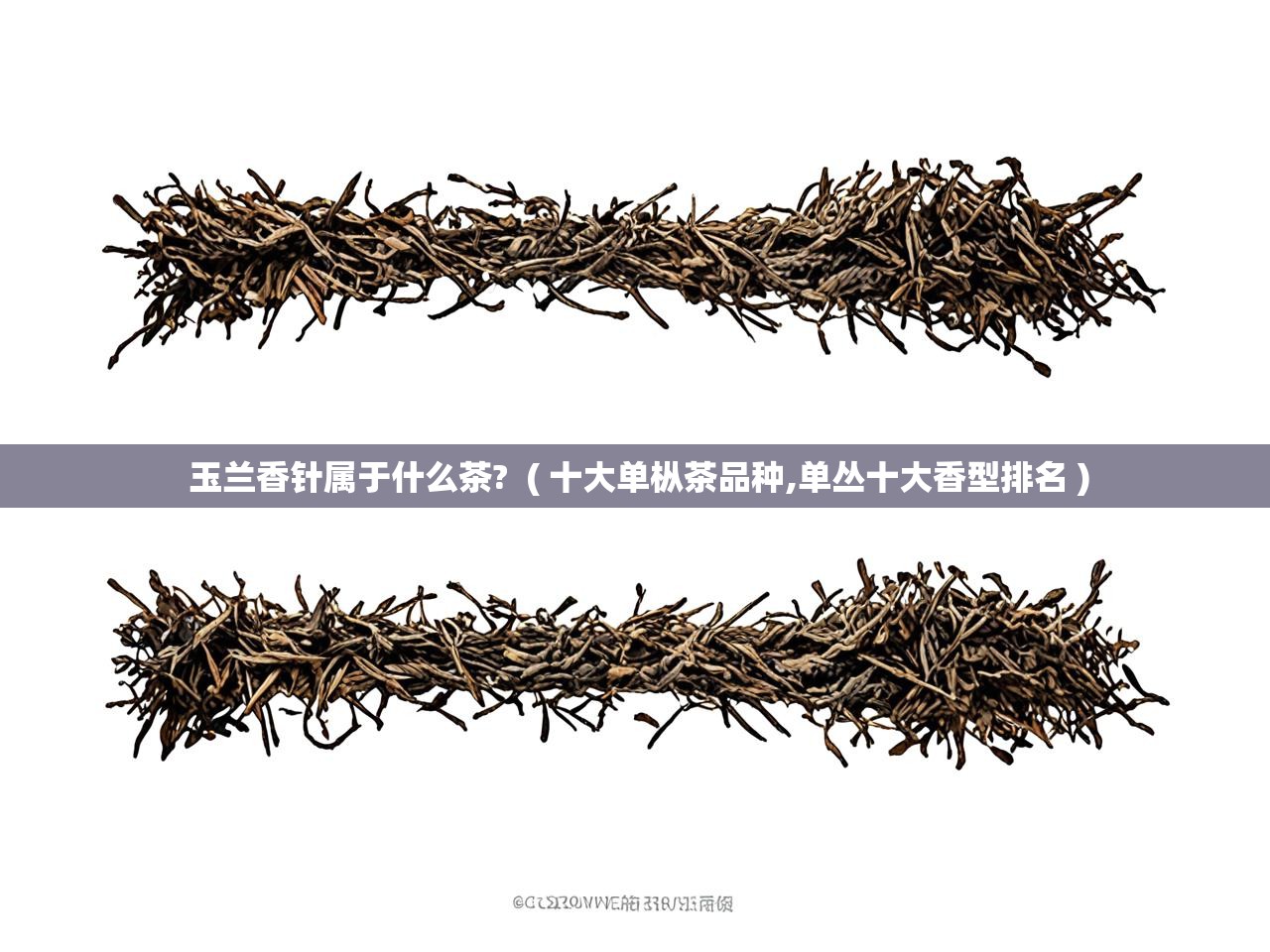 玉兰香针属于什么茶?  ( 十大单枞茶品种,单丛十大香型排名 )