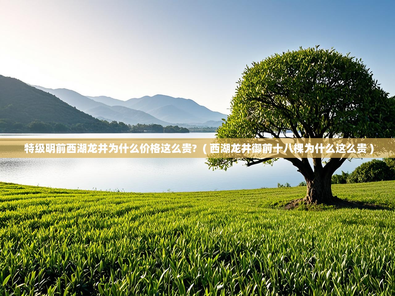  特级明前西湖龙井为什么价格这么贵?  ( 西湖龙井御前十八棵为什么这么贵 )