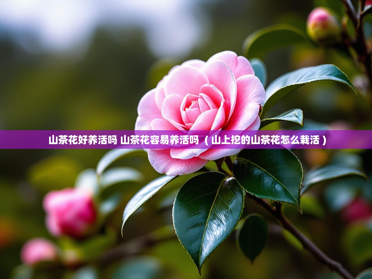  山茶花好养活吗 山茶花容易养活吗  ( 山上挖的山茶花怎么栽活 )