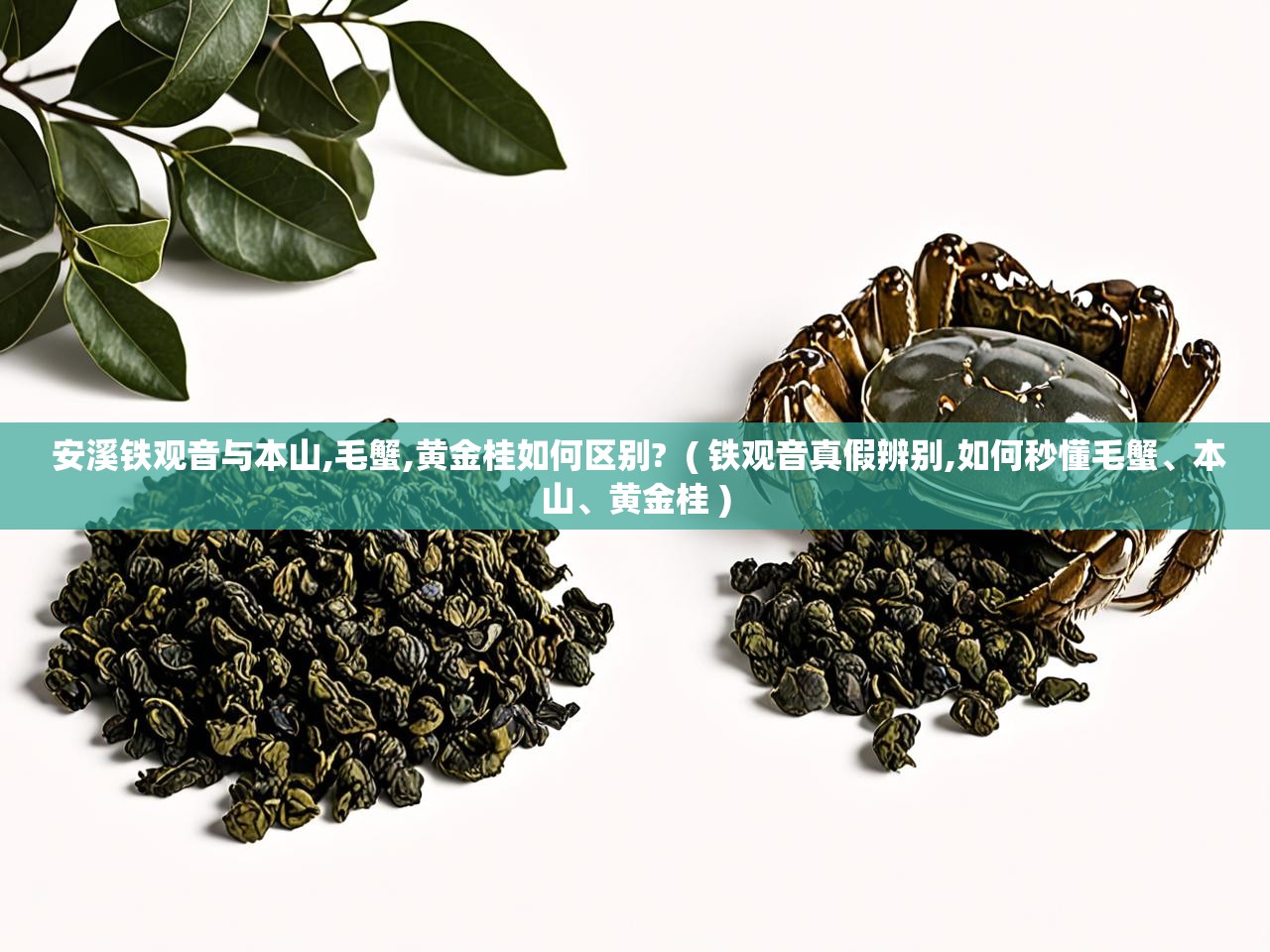  安溪铁观音与本山,毛蟹,黄金桂如何区别?  ( 铁观音真假辨别,如何秒懂毛蟹、本山、黄金桂 )