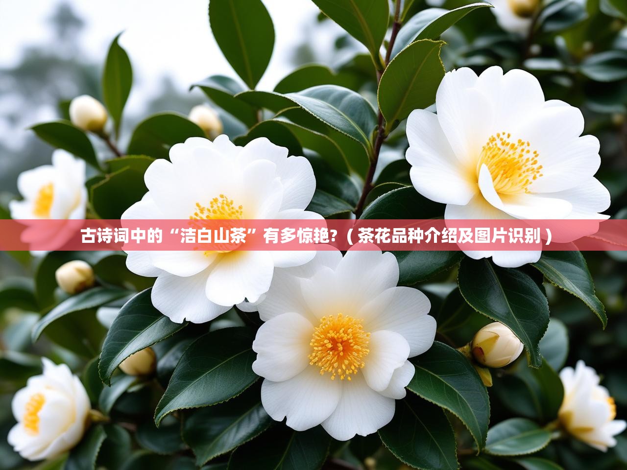  古诗词中的“洁白山茶”有多惊艳?  ( 茶花品种介绍及图片识别 )