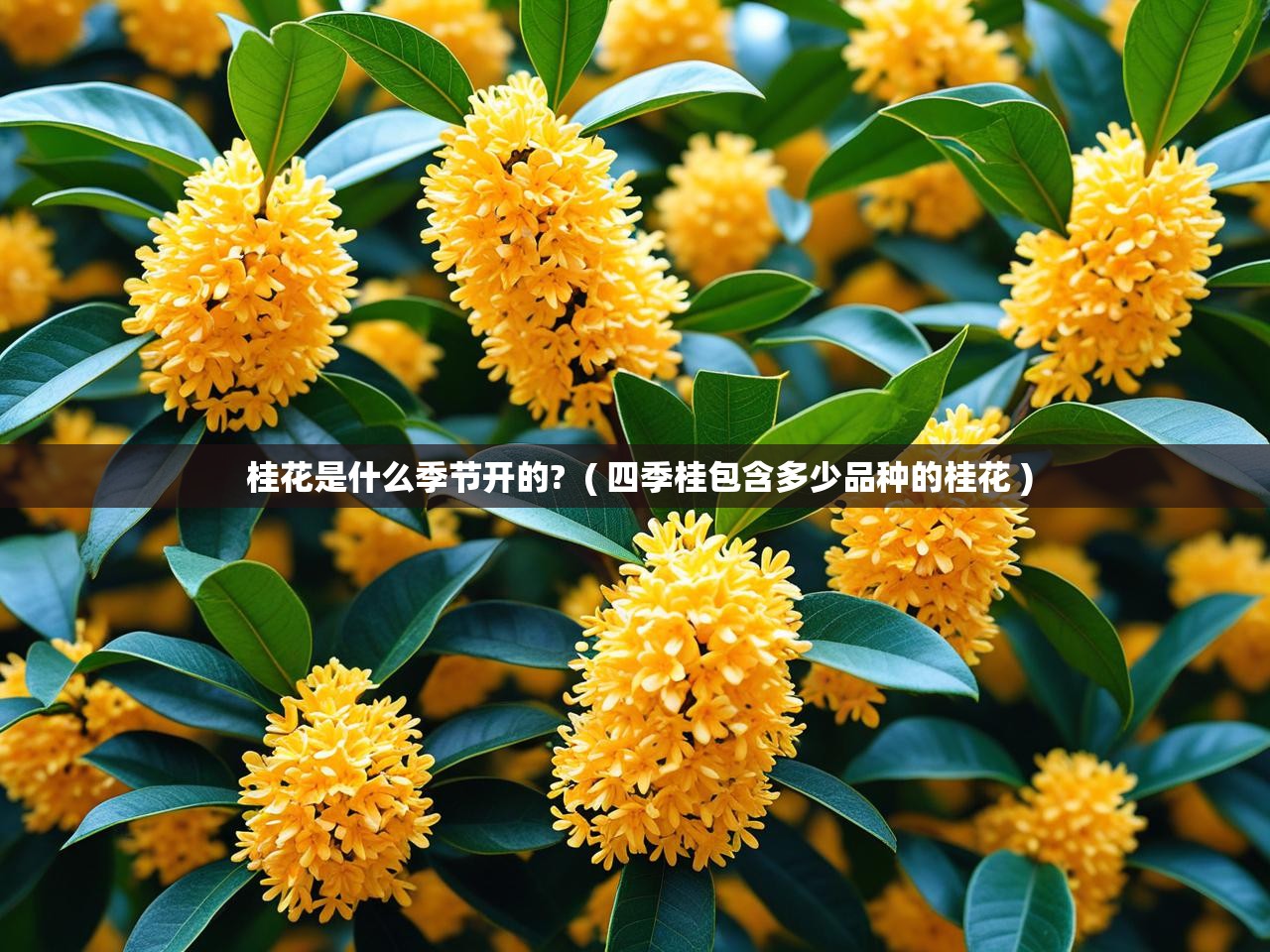  桂花是什么季节开的?  ( 四季桂包含多少品种的桂花 )
