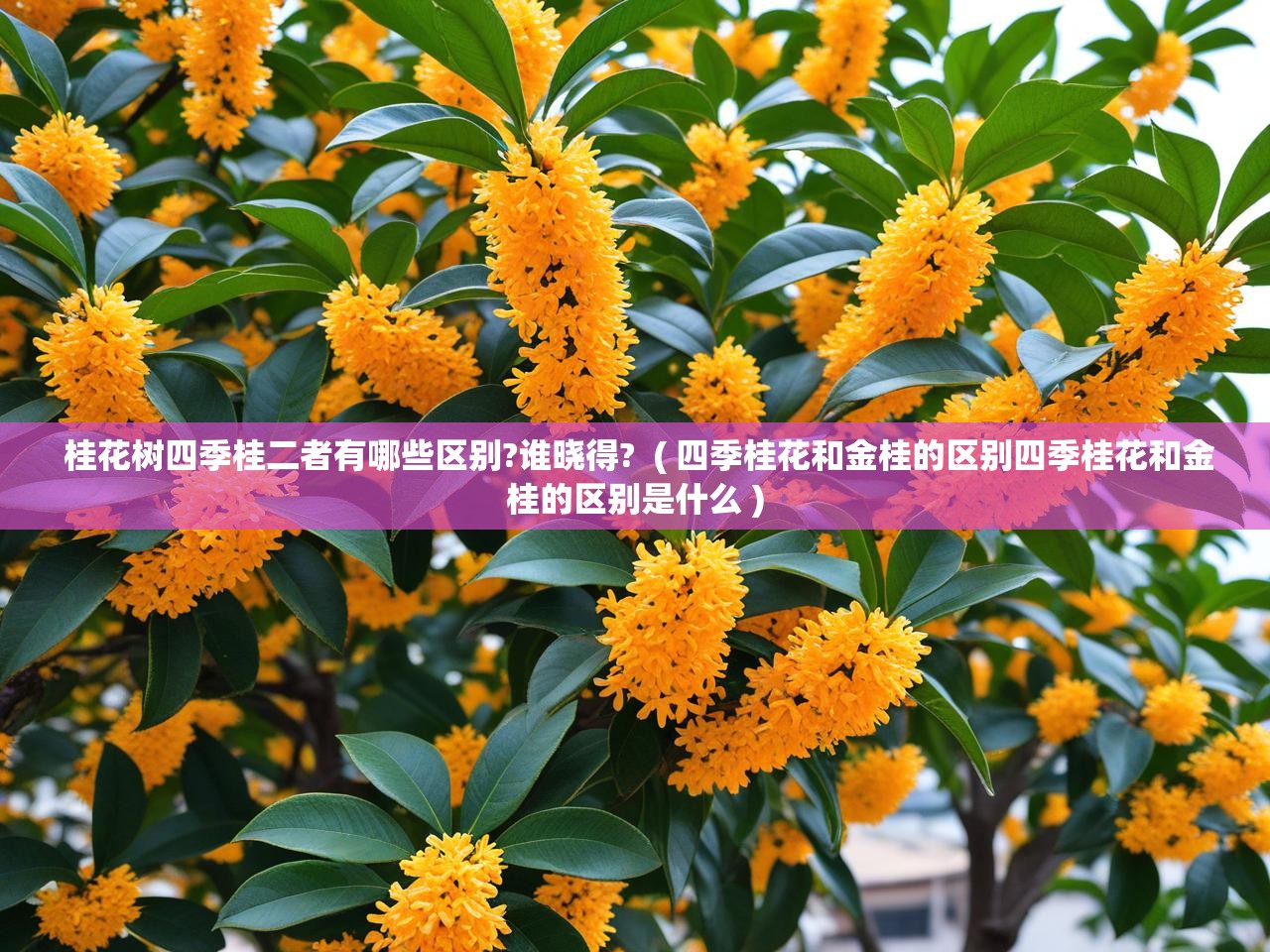 桂花树四季桂二者有哪些区别?谁晓得?  ( 四季桂花和金桂的区别四季桂花和金桂的区别是什么 )