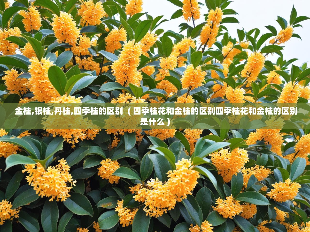  金桂,银桂,丹桂,四季桂的区别  ( 四季桂花和金桂的区别四季桂花和金桂的区别是什么 )