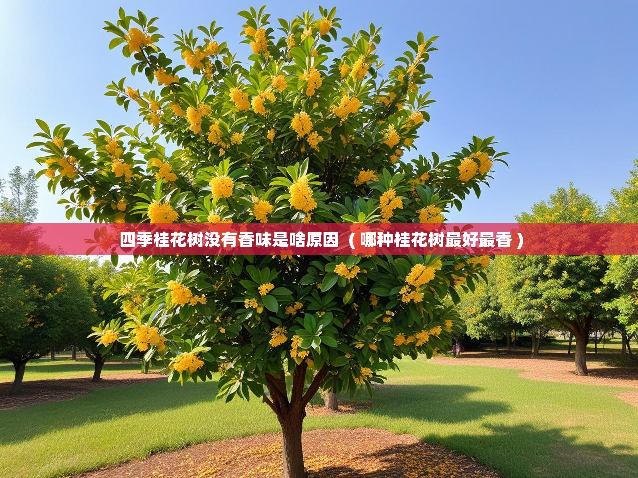  四季桂花树没有香味是啥原因  ( 哪种桂花树最好最香 )