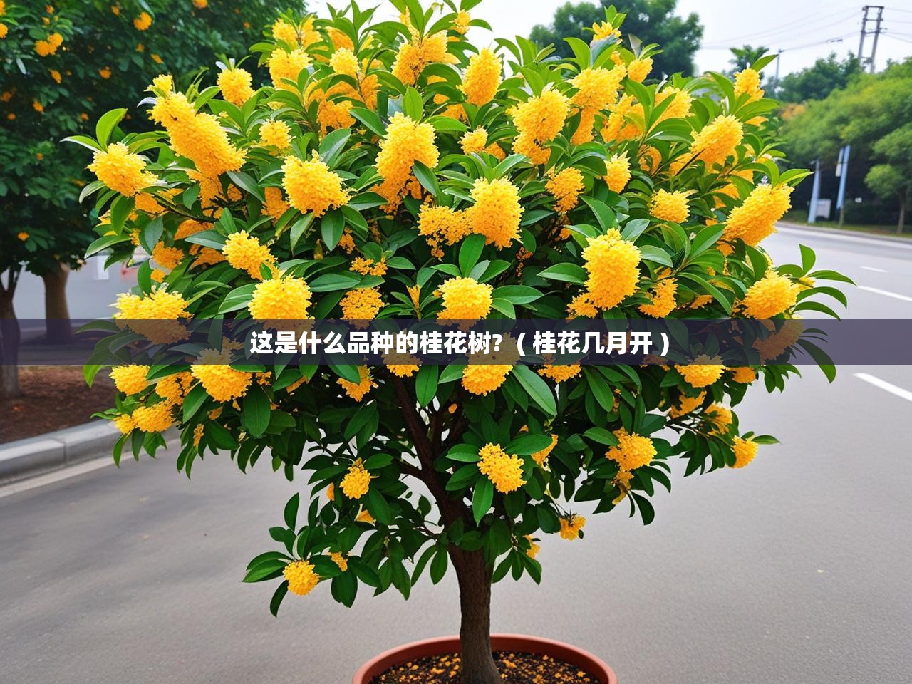  这是什么品种的桂花树?  ( 桂花几月开 )