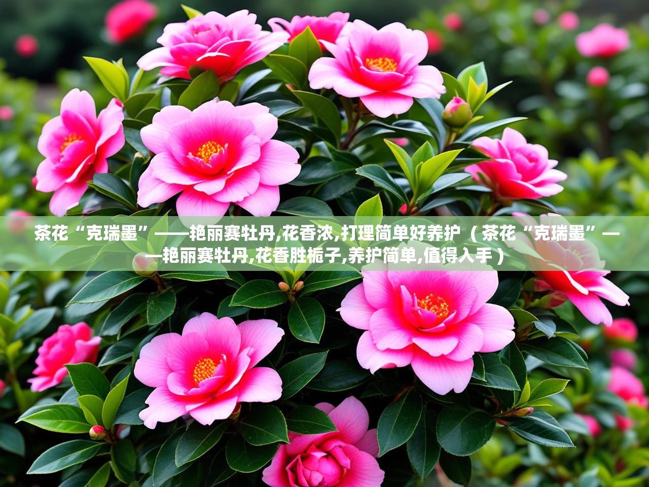  茶花“克瑞墨”——艳丽赛牡丹,花香浓,打理简单好养护  ( 茶花“克瑞墨”——艳丽赛牡丹,花香胜栀子,养护简单,值得入手 )