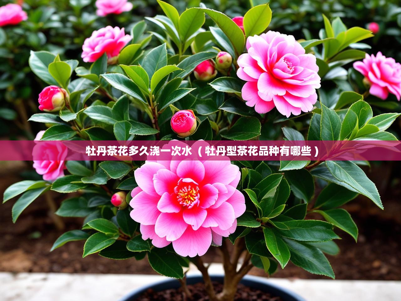  牡丹茶花多久浇一次水  ( 牡丹型茶花品种有哪些 )