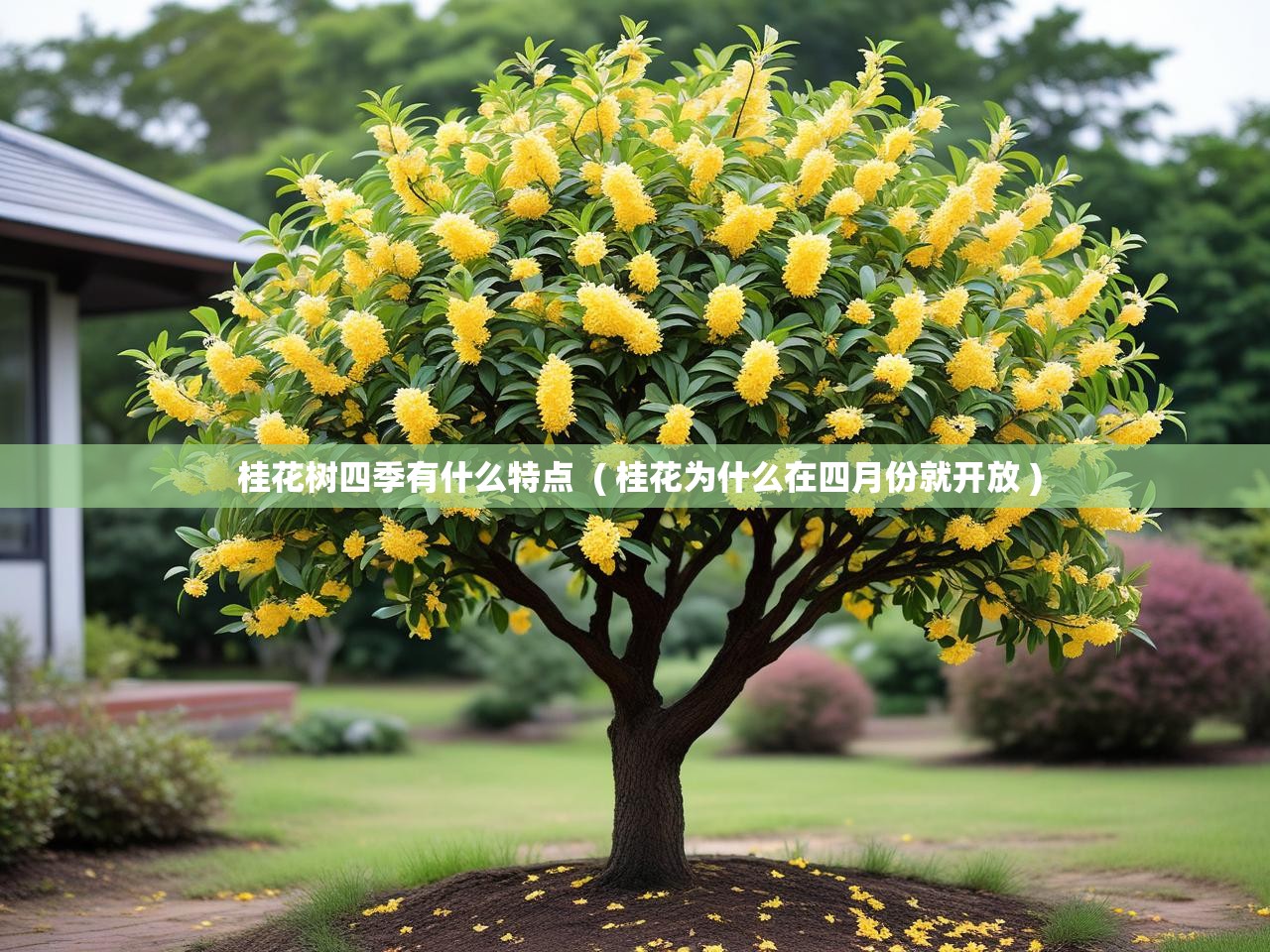  桂花树四季有什么特点  ( 桂花为什么在四月份就开放 )