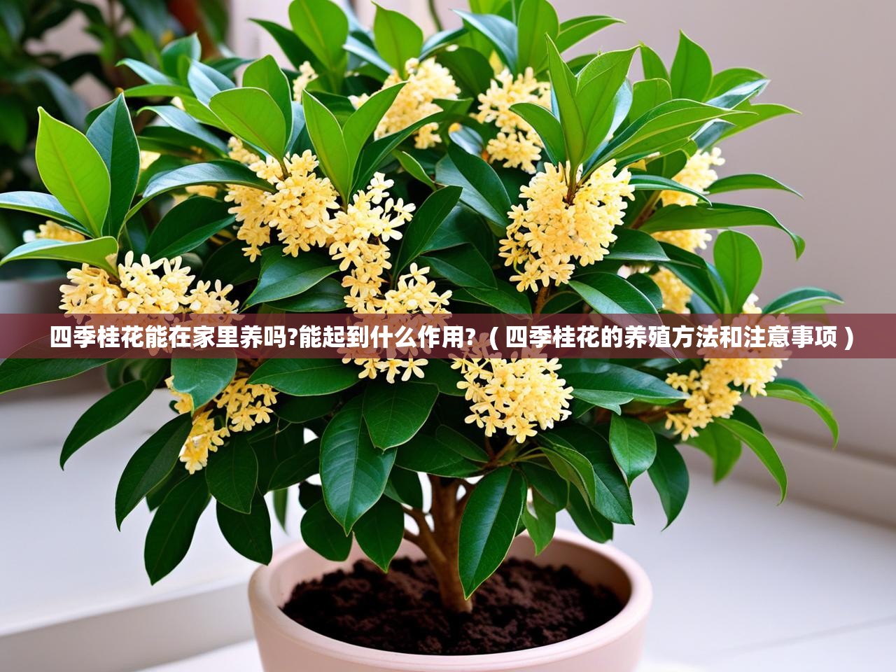  四季桂花能在家里养吗?能起到什么作用?  ( 四季桂花的养殖方法和注意事项 )