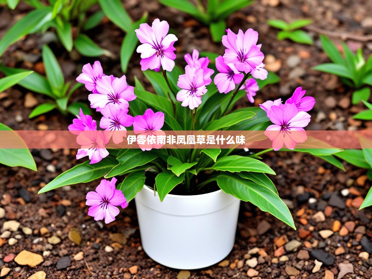  伊零依南非凤凰草是什么味 