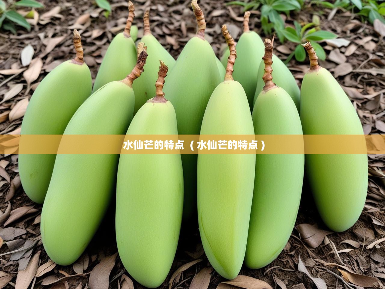  水仙芒的特点  ( 水仙芒的特点 )