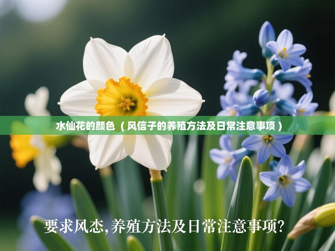  水仙花的颜色  ( 风信子的养殖方法及日常注意事项 )