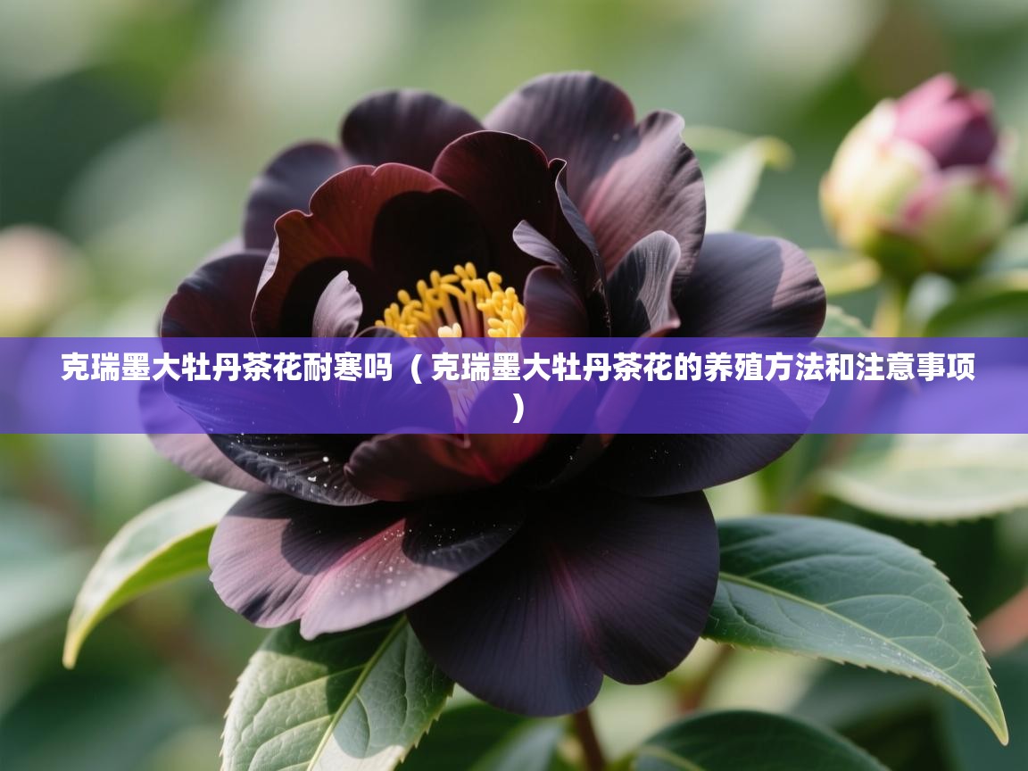  克瑞墨大牡丹茶花耐寒吗  ( 克瑞墨大牡丹茶花的养殖方法和注意事项 )