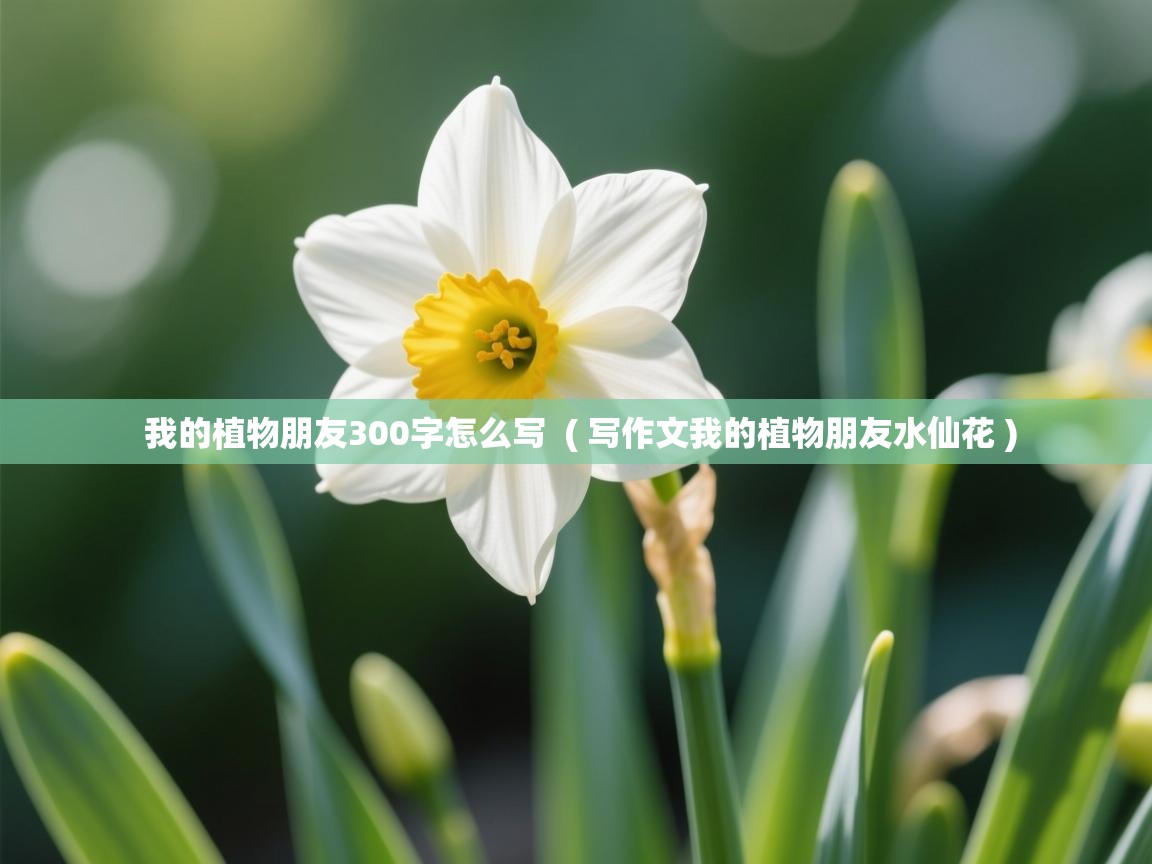  我的植物朋友300字怎么写  ( 写作文我的植物朋友水仙花 )