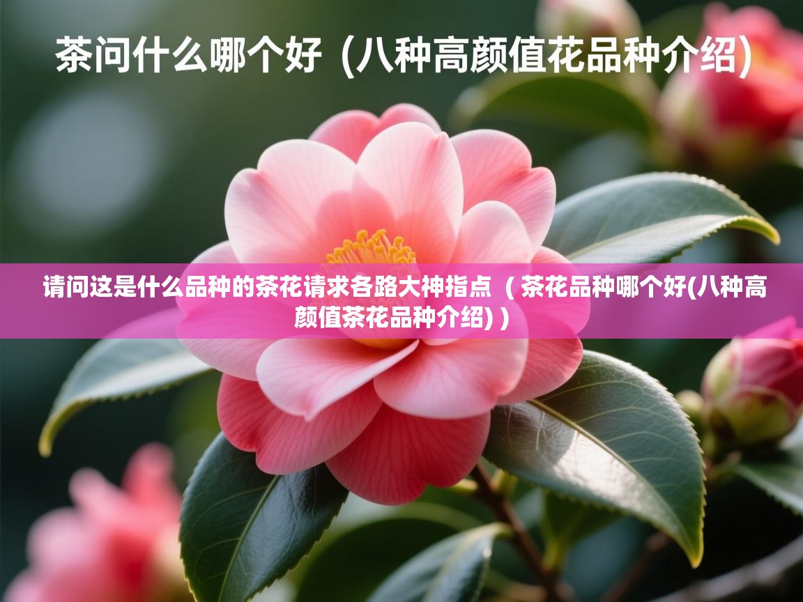  请问这是什么品种的茶花请求各路大神指点  ( 茶花品种哪个好(八种高颜值茶花品种介绍) )