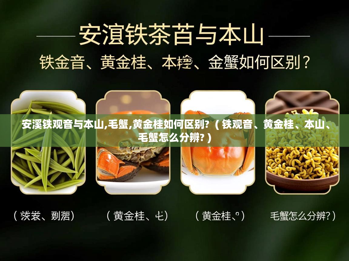 详细阅读: 安溪铁观音与本山,毛蟹,黄金桂如何区别?  ( 铁观音、黄金桂、本山、毛蟹怎么分辨? )  安溪铁观音与本山,毛蟹,黄金桂如何区别?  ( 铁观音、黄金桂、本山、毛蟹怎么分辨? )