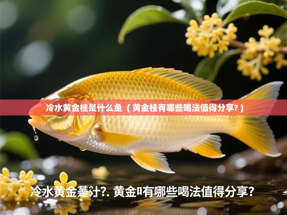  冷水黄金桂是什么鱼  ( 黄金桂有哪些喝法值得分享? )