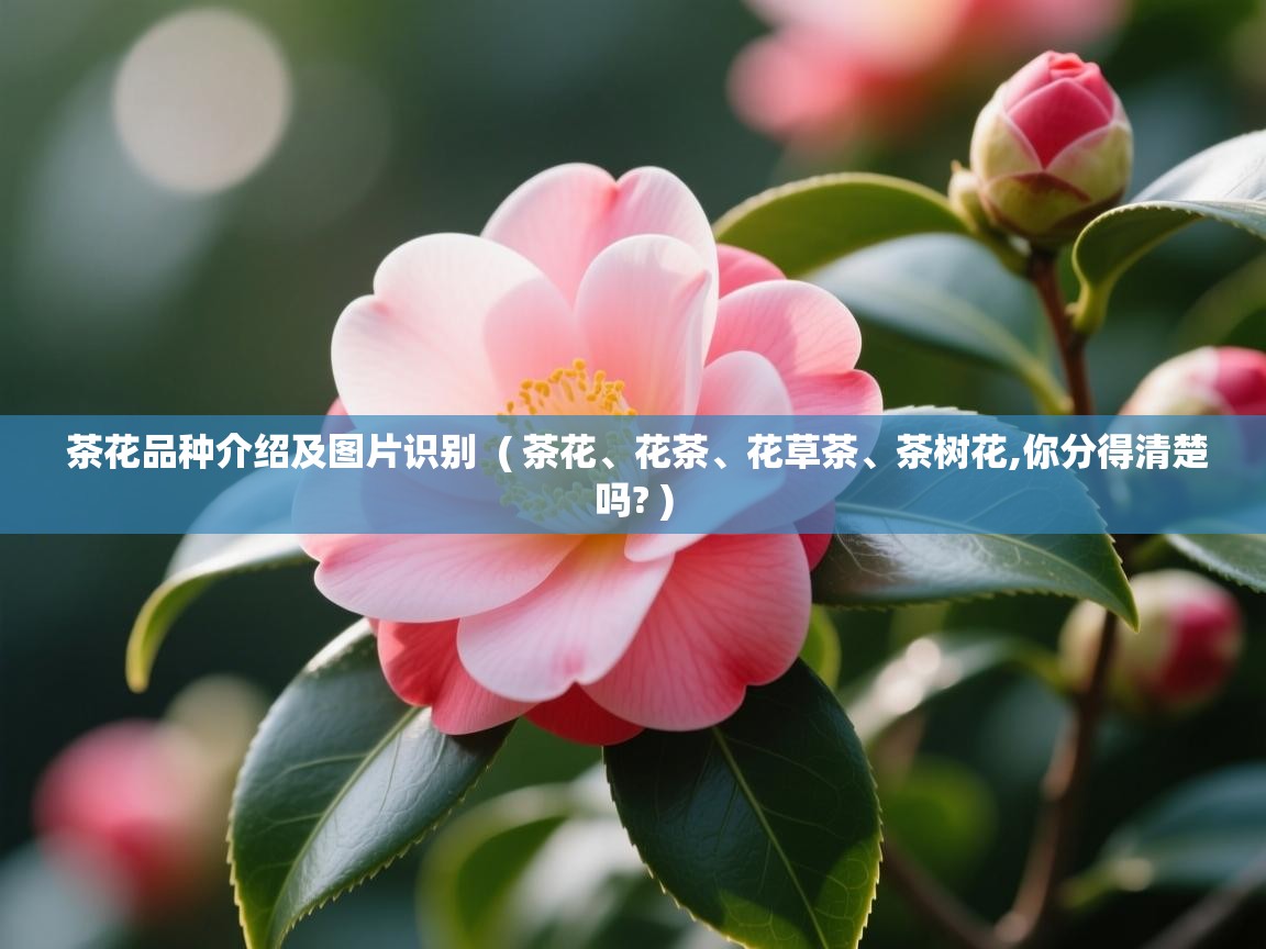  茶花品种介绍及图片识别  ( 茶花、花茶、花草茶、茶树花,你分得清楚吗? )