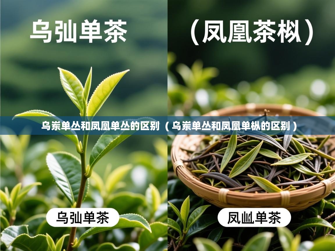  乌岽单丛和凤凰单丛的区别  ( 乌岽单丛和凤凰单枞的区别 )